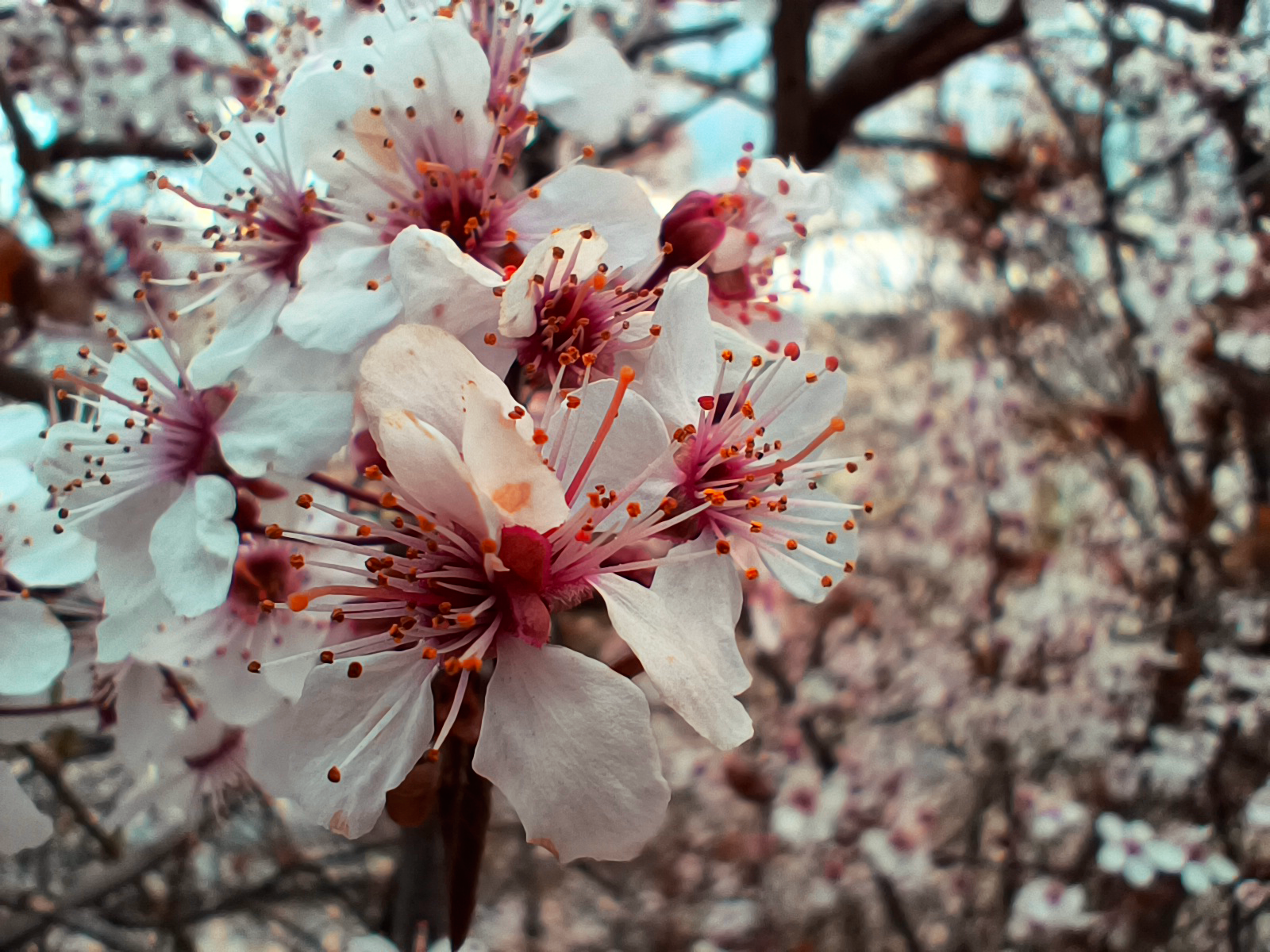 Flor de primavera
